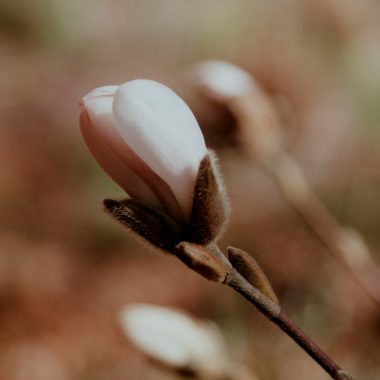 magnolia_estudio_brotar